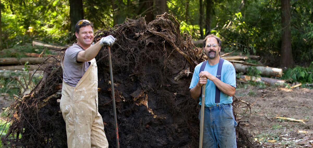 Tree Stump Removal by the Pros at Keil Tree Experts - Keil Tree Experts,  Inc.