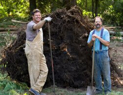 Tree Stump Removal