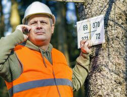 Tree Diagnostic Service