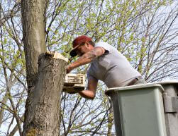 Tree Removal