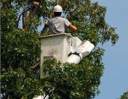 Tree Trimming Service